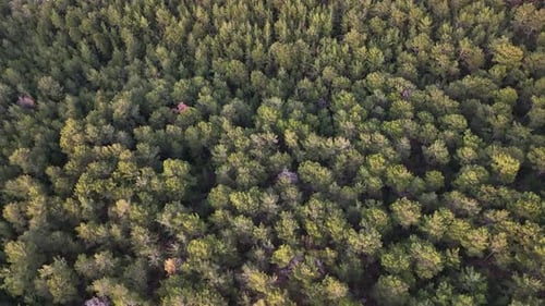 Forest texture aerial view 4 K Turkey Alanya