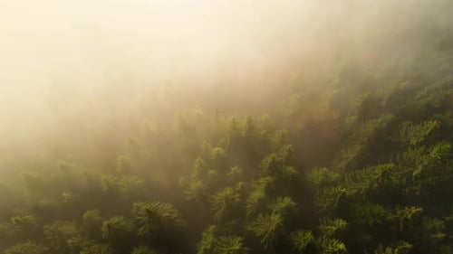 Aerial view of foggy green pine forest with canopies of spruce trees in autumn mountains