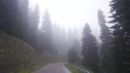 Driving on a foggy forest road.