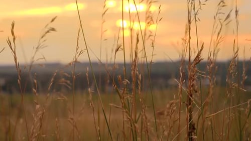 Tranquil Landscape of Sunset Sun Shining Through High Grass on Field and Waving Under Wind