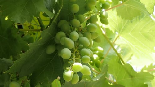 Bio-Weintrauben auf der Rebe grüne Früchte Hintergrund 4K 2160p 30fps UltraHD-Aufnahmen - Gattung Vitis