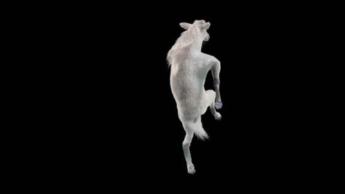 Realistic White Horse Rearing and Spinning 3D Animation