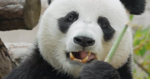 Close Up of Panda Eating Bamboo in Nature