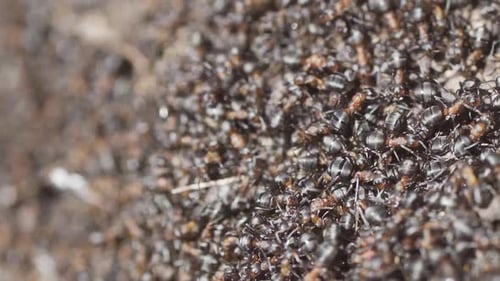 Close-up of a European Red Wood Ants (Formica Rufa).