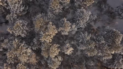 Snow Covered Trees from Birds Eye View