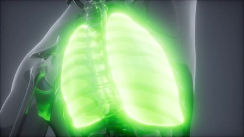 Examen radiológico de pulmones humanos