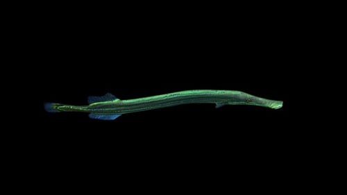 Trompetfish Ansicht von oben