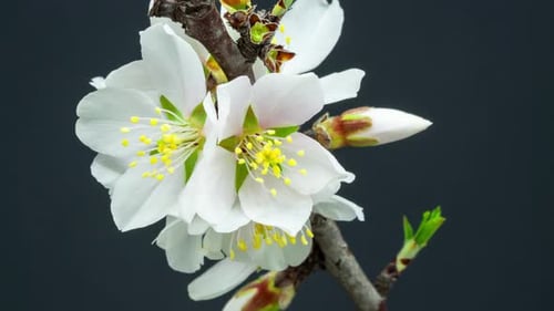 Almond Flowers Blooming on a Branch