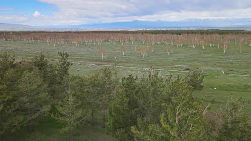 Aerial View of Green Field with Clumps of Trees