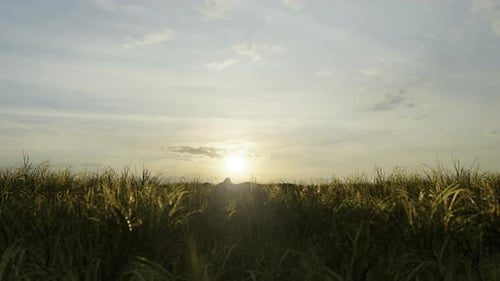 Animated Silhouette of Man Doing Push-ups in a Sunny Field