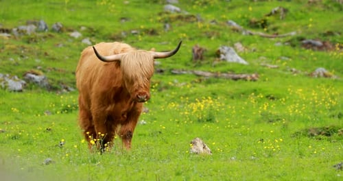 Majestic Highland Cow Grazing in a Grassy Field