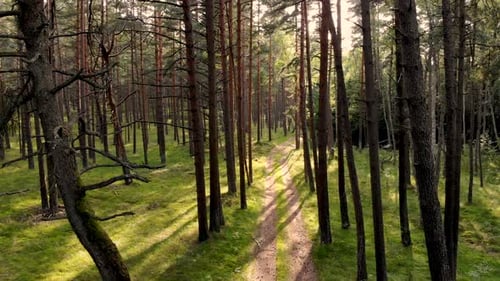 LUFTBILD: Langsam rückwärts im Wald zwischen Bäumen und Ästen fliegen