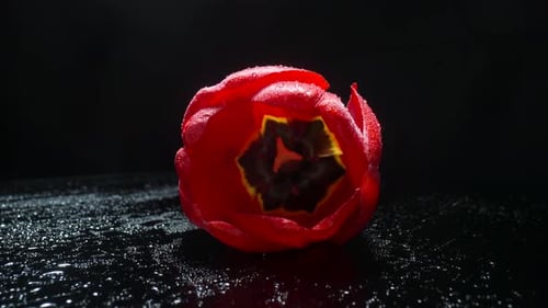 Red Tulip with Water Droplets Close-Up
