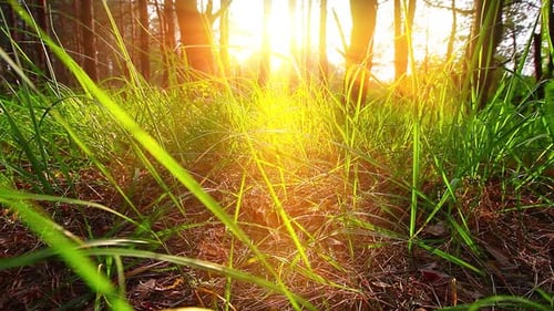 morning in a forest slow motion