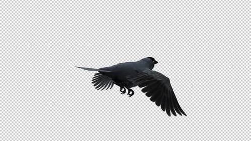 Eurasian Jackdaw - Flying Loop - Back Angle CU - Alpha Channel