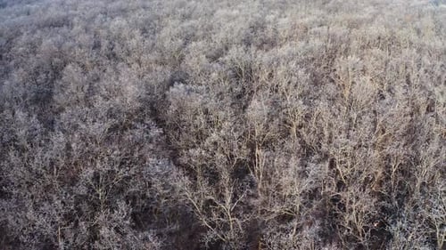 Frozen forest at winter. Aerial view of the winter forest from above
