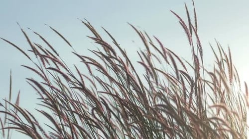 Grass With Sunlight