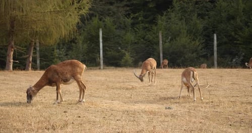 Europäischer Mufflon, auf dem Feld, Spazierengehen an einem sonnigen Tag