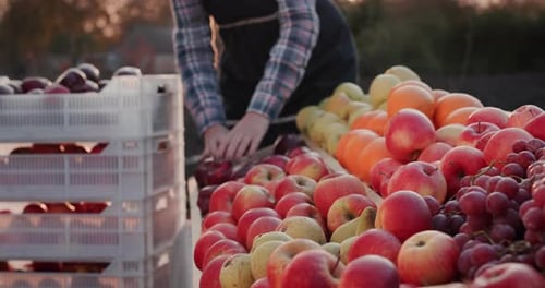 A Woman Farmer Lays Fruit From Her Garden on the Counter of a Farmer's Market