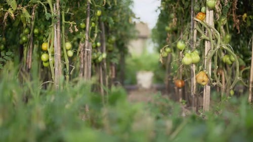 Ripening Tomatoes in the Village Garden. Plants Are Tied To Wooden Slats.