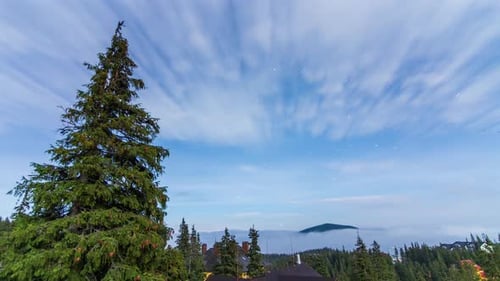 Night Sky Time Lapse above Forest and Trees