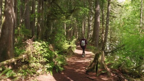 Young Female Tourist Hiking By Dense Green Rainforest Trail on Sunny Summer Day