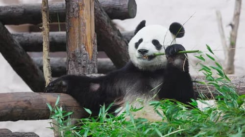 Panda Bear Eating Bamboo in Natural Habitat