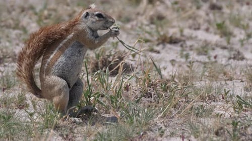 African ground squirrel eating grass