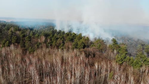 Aerial Large-scale Forest Fire. A Large Area of Forest Is Burning. Fire in the Pine Forest View From