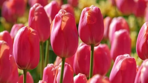 Blooming Tulips in Flower Garden