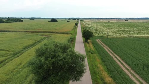 Asphalt Road Through Green Summer Field
