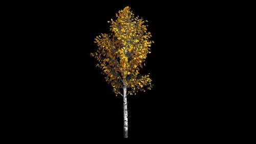 Autumn Birch Tree with Yellow Leaves Swaying