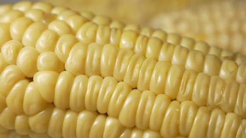Macro Shot of Fresh, Yellow Corn on Cob