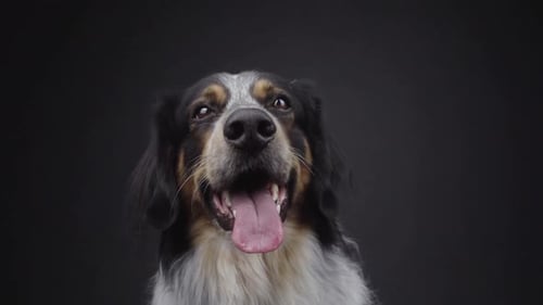 Close Up of Adorable Dog Licking Nose