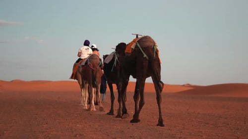 Beduine führt Kamelkarawane mit Touristen durch den Sand in der Wüste