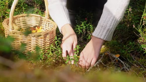 Young Woman Picking Mushrooms in Autumn Forest