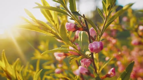 The Sun's Rays are a Bush with Red Buds