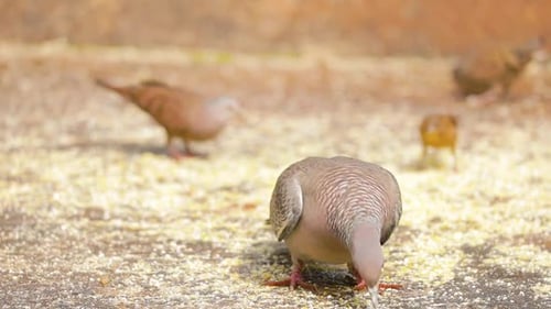 Tourterelle ailée blanche (Patagioenas picazuro) mangeant du maïs au Ralenti.