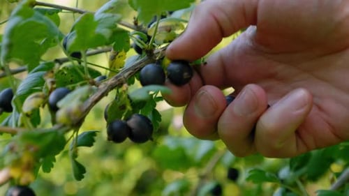 Close Up Man Hand Picks Blackberry at Sunrise or Sunset Harvesting Farming