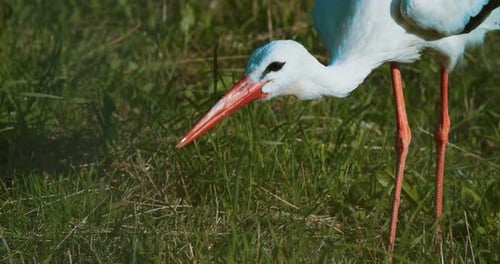 Storch-Nahaufnahme sammelt Insekten im hohen Gras