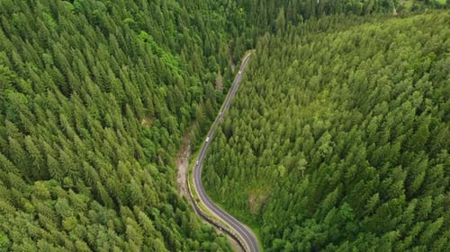Aerial View of a Coniferous Forest Through Which a Winding Road Passes in the Mountains