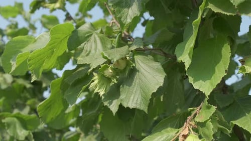 Hazelnut Trees and Nut Agriculture Field