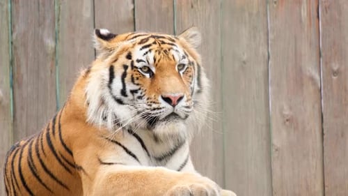 A Large Tiger Lies and Rests in the Zoo