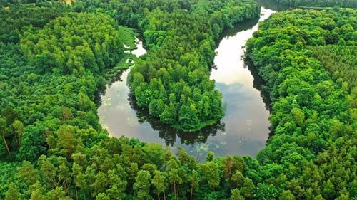 Stunning green forest and river in summer.