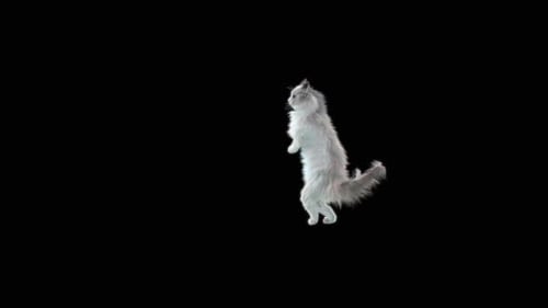 Katze tanzt HD