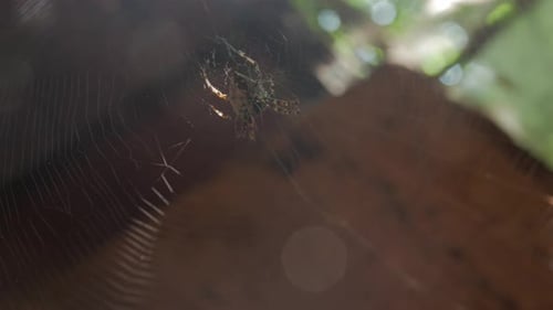 Spider Sitting in a Web in Nature