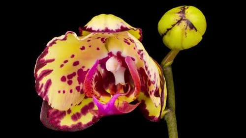 Jaune florissant - Fleur d'orchidée magenta (phalaenopsis)