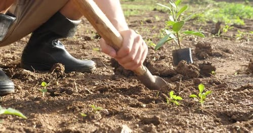 Creuser pour planter un arbre dans le jardin