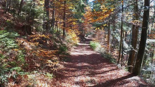Filming From a Drone Flight of the Forest and a Path Strewn with Leaves in the Ukrainian Mountains