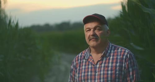 Farmer Standing in Cornfield Wearing Baseball Cap
